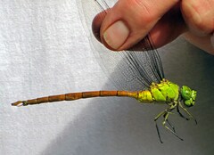 Staurophlebia