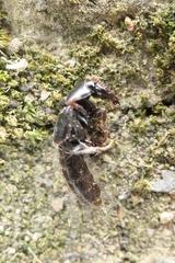Staphylinina