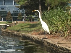 Ardea alba