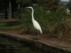 Ardea alba