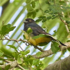 Trogon citreolus