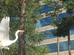Ardea alba