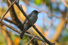 Hypsipetes madagascariensis