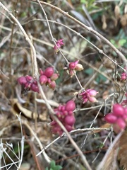 Symphoricarpos orbiculatus