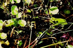 Hyla arborea