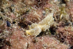 Spurilla neapolitana