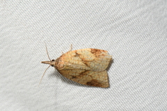 Sparganothis xanthoides