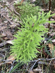 Lycopodium