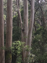 Phascolarctos cinereus victor