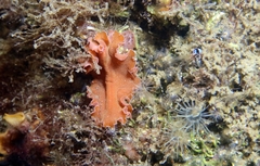 Yungia aurantiaca