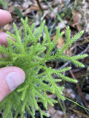 Lycopodium