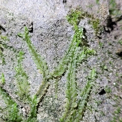 Pedinophyllum interruptum