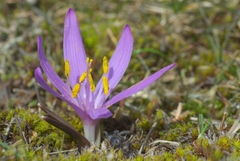 Colchicum bulbocodium bulbocodium