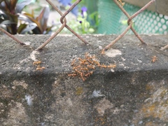 Oecophylla smaragdina