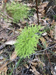 Lycopodium