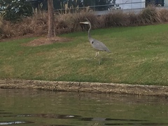 Ardea herodias