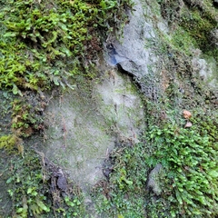 Pedinophyllum interruptum