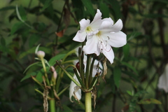 Crinum moorei