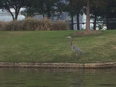 Ardea herodias