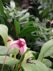 Masdevallia nidifica