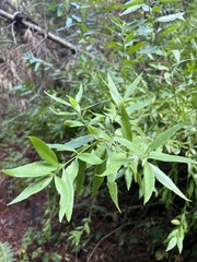 Maytenus boaria