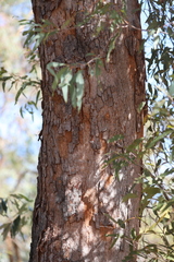 Corymbia