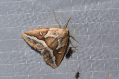 Caripeta angustiorata