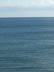 Pelecanus occidentalis