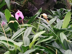 Masdevallia nidifica