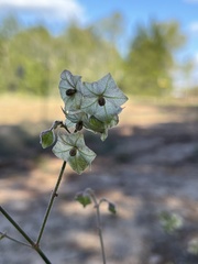 Mirabilis albida