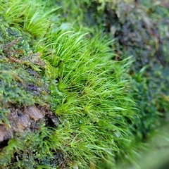 Dicranodontium denudatum