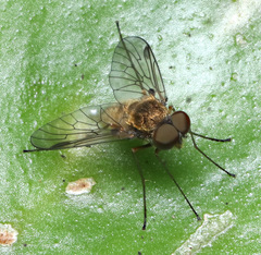 Chrysopilus