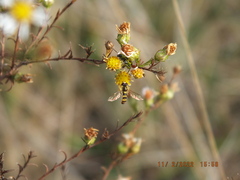 Sphaerophoria contigua