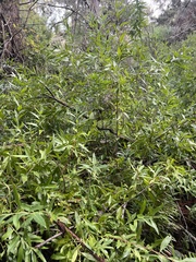 Maytenus boaria