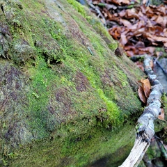 Dicranodontium denudatum