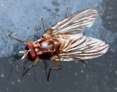 Dichaetomyia