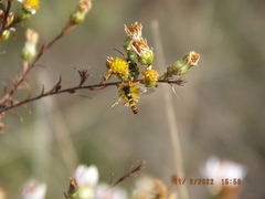 Sphaerophoria contigua