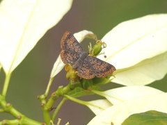 Riodinidae