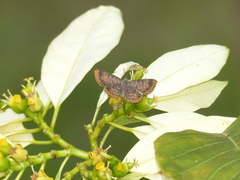 Riodinidae