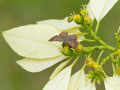 Riodinidae