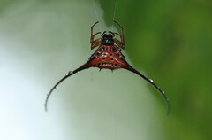 Macracantha arcuata