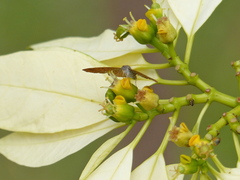 Riodinidae