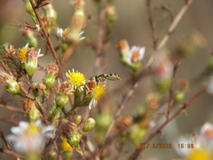 Sphaerophoria contigua