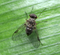 Rhagionidae