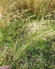 Persicaria punctata