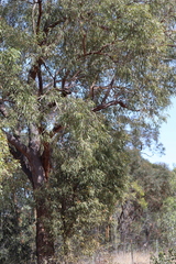 Corymbia
