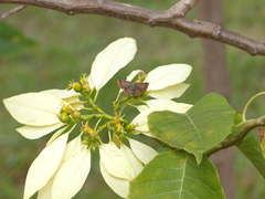 Riodinidae