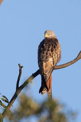 Red Kite photo 6
