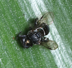 Tetragonula carbonaria