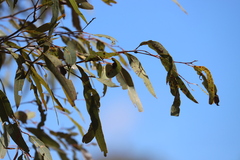 Corymbia